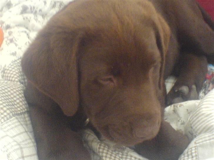 Labrador retriever Balder  billede 2