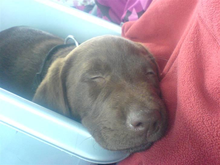 Labrador retriever Balder  billede 3