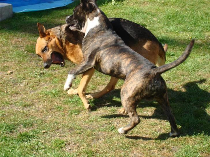 Staffordshire bull terrier Gaso billede 4