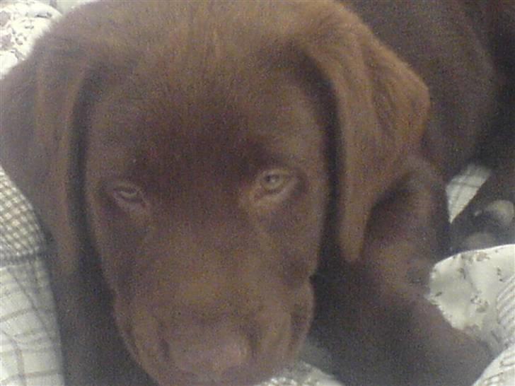Labrador retriever Balder  billede 4