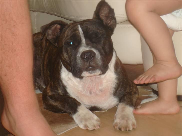 Staffordshire bull terrier Gaso billede 5
