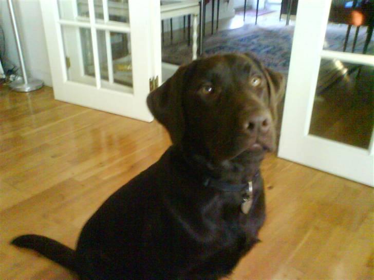Labrador retriever Balder  billede 5