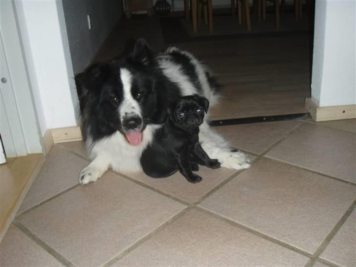 Mops Jay Jay - Dejligt at have en god legekammerat:) billede 1