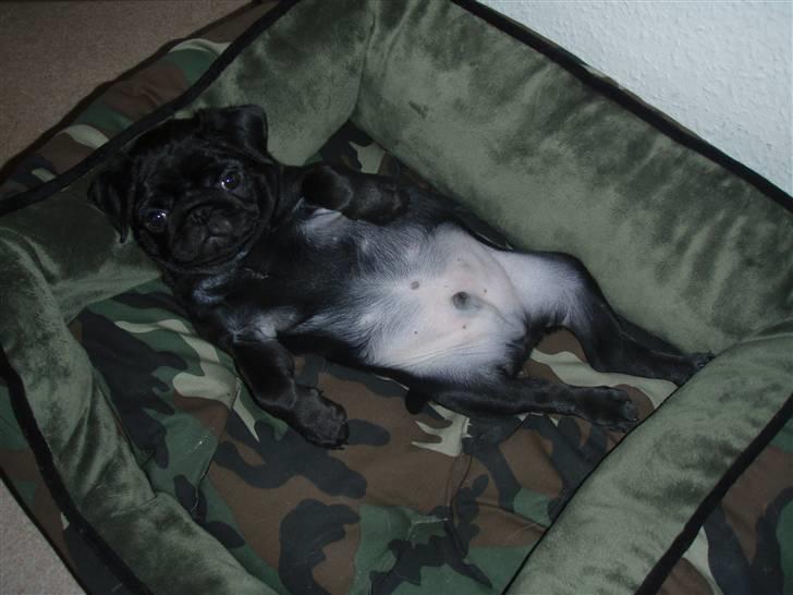 Mops Jay Jay - Puha! det er hårdt at lege:) billede 2