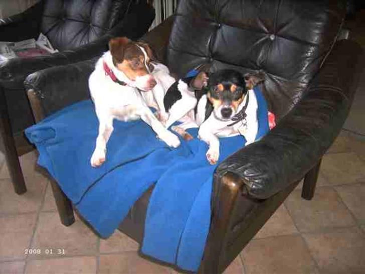 Dansk svensk gaardhund Freja  - Freja er den sort/hvide hund på billedet billede 1