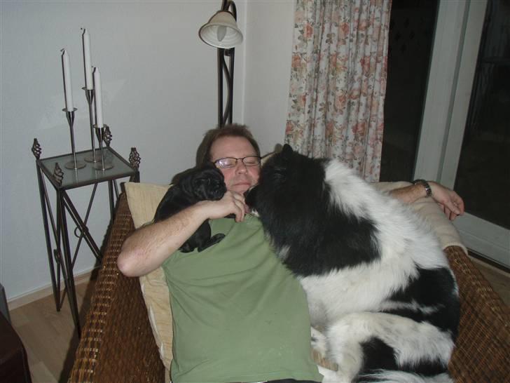 Mops Jay Jay - Mon der ikke lige er plads til os alle .  billede 3