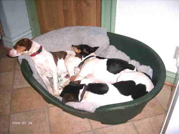 Dansk svensk gaardhund Freja  - Freja - det er selvfølgelig hende der selvsikkert fylder mest i kurven og som sover forest. billede 5