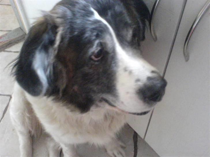 Sankt bernhardshund Trille - miin hund der venter på at få noget at spise :D billede 1