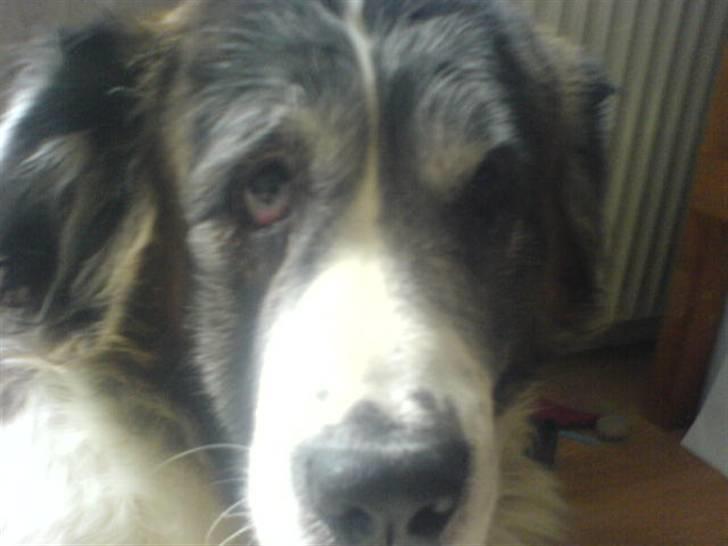 Sankt bernhardshund Trille - min lille delle hund :D billede 2