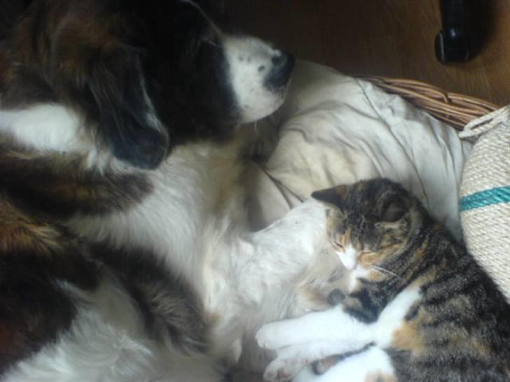 Sankt bernhardshund Trille - miin lille kat elsker også min søde hund :D billede 3