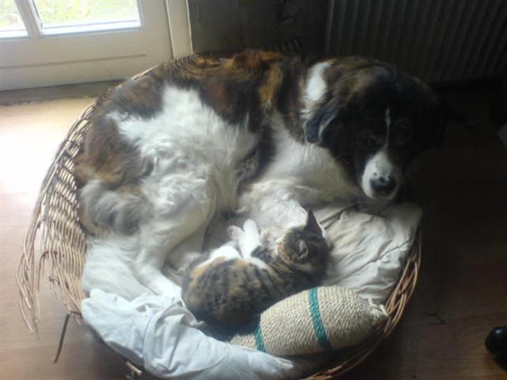 Sankt bernhardshund Trille - de er bare så søde sammen :D billede 4