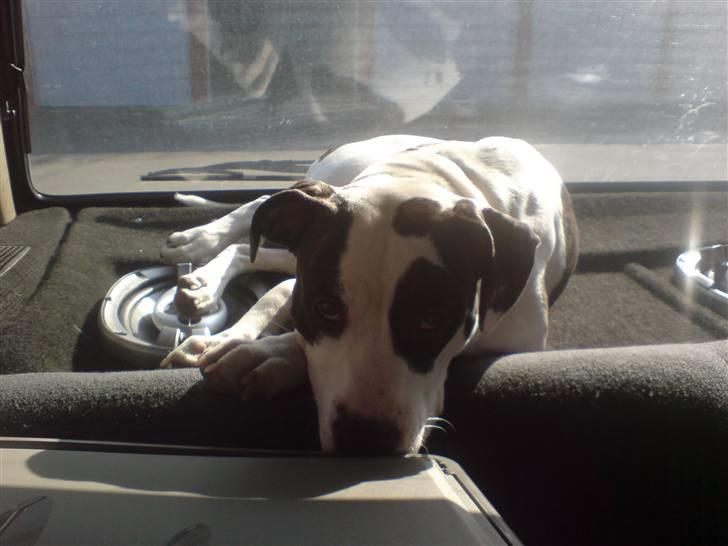 Blanding af racer Munnie - Hun elsker og ligge på hattehylden i bilen, selvom hun er blevet lidt for stor nu :)  billede 11