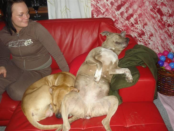 Amerikansk staffordshire terrier Tyson billede 10