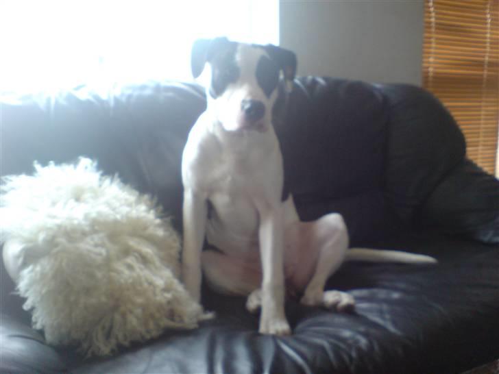 Blanding af racer Munnie billede 12