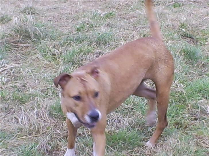 Blanding af racer Freja - er ude og lege  billede 8