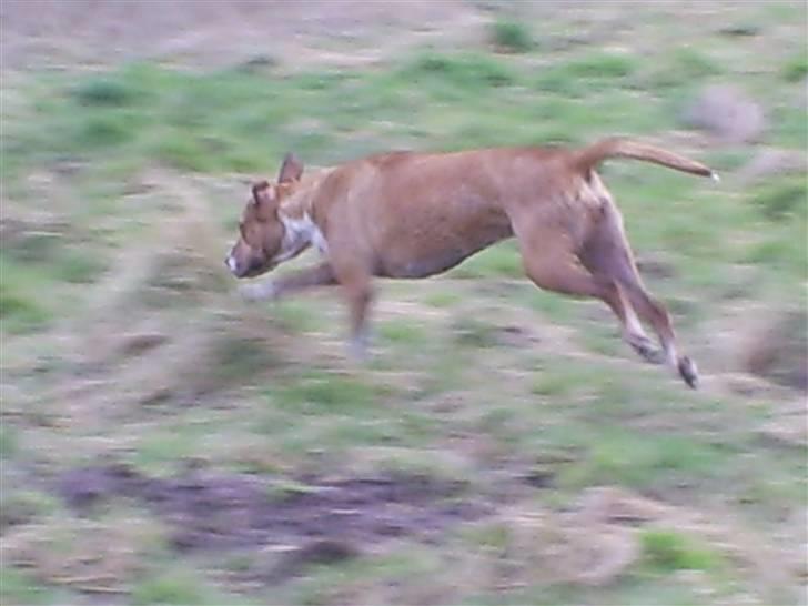 Blanding af racer Freja - er ude og lege  billede 10
