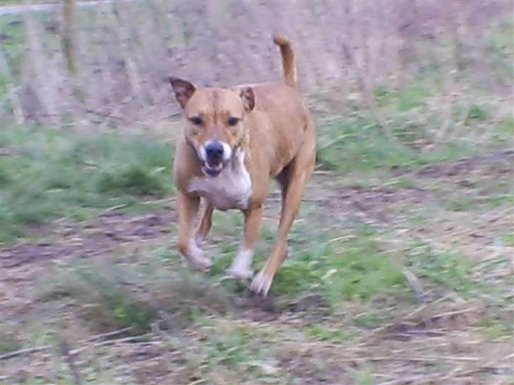 Blanding af racer Freja - er ude og lege  billede 11