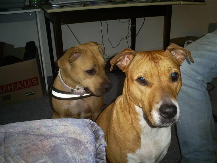 Blanding af racer Freja - Freja & Gucci billede 12