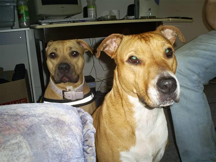 Blanding af racer Freja - Freja & Gucci billede 13