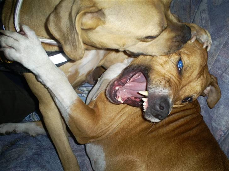 Blanding af racer Freja - Freja & Gucci leger billede 14