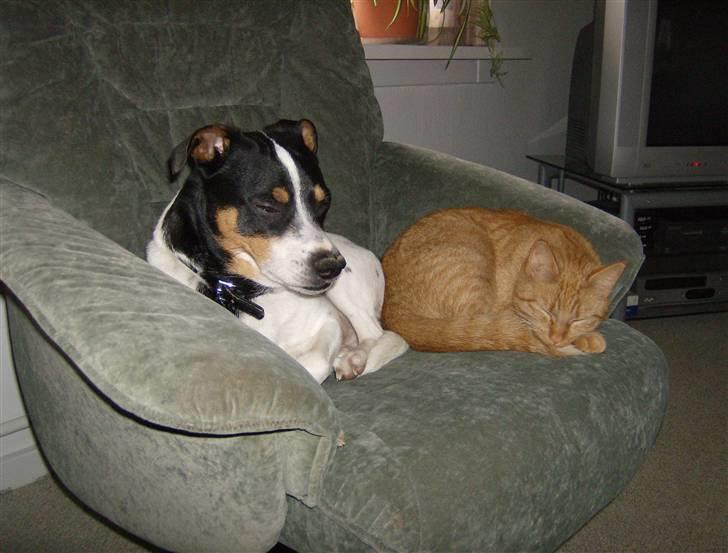 Dansk svensk gaardhund Kipper - han ligger sammen med sine.. billede 12