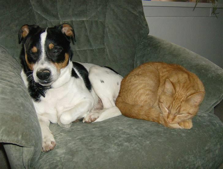 Dansk svensk gaardhund Kipper - og ligger... billede 13