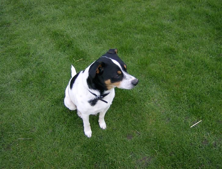 Dansk svensk gaardhund Kipper - ude i haven.. billede 14