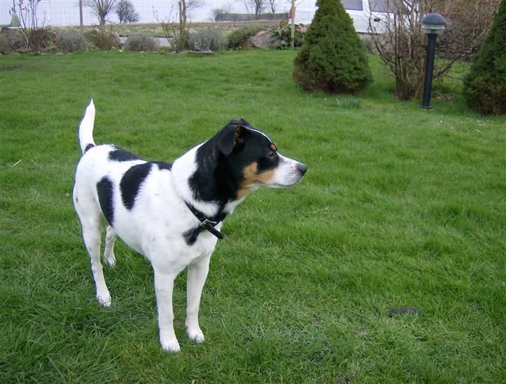 Dansk svensk gaardhund Kipper - hvad sker der??? billede 15