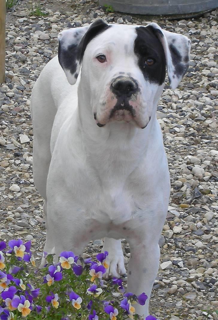 Amerikansk bulldog Hercules billede 13