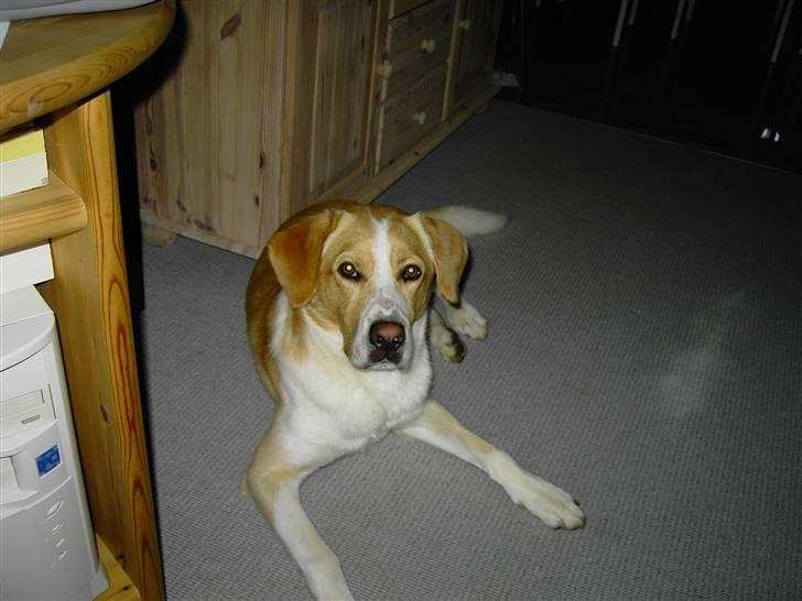 Blanding af racer Kato - mmmh. billede 17