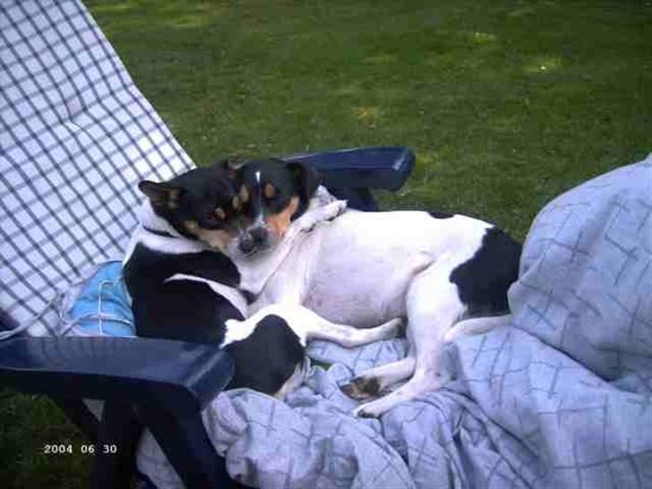 Dansk svensk gaardhund Fie - Det nærmeste man kommer "det gode liv" for hunde billede 1