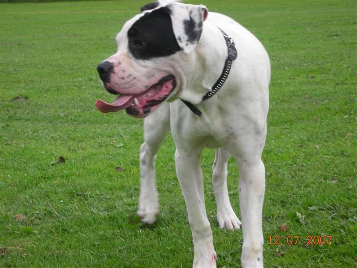 Amerikansk bulldog Hercules billede 14