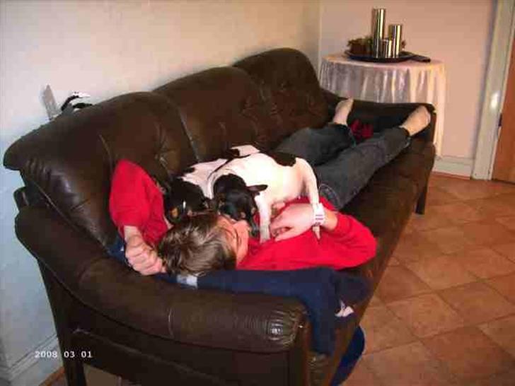 Dansk svensk gaardhund Fie billede 2