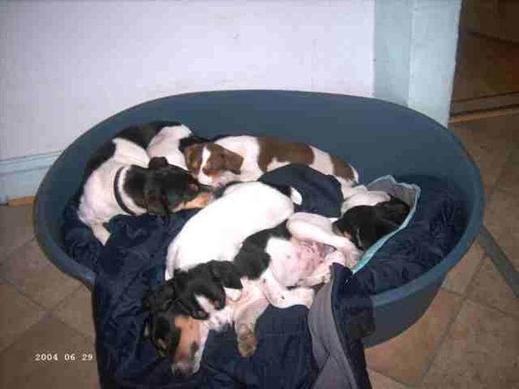 Dansk svensk gaardhund Fie billede 3