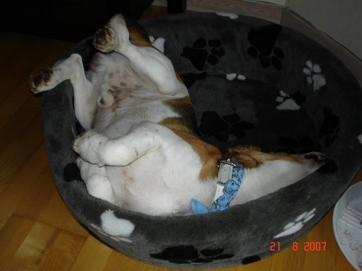 Beagle ANTON *Savner dig* billede 6