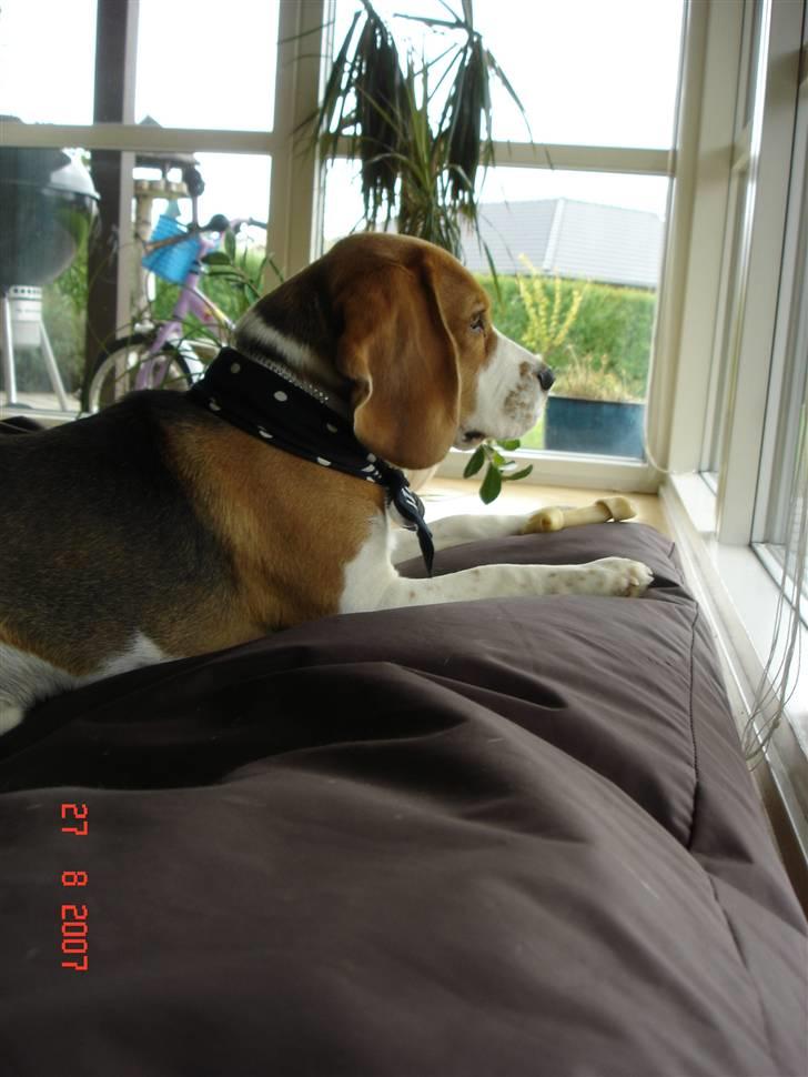 Beagle ANTON *Savner dig* billede 7