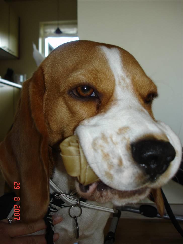 Beagle ANTON *Savner dig* billede 8