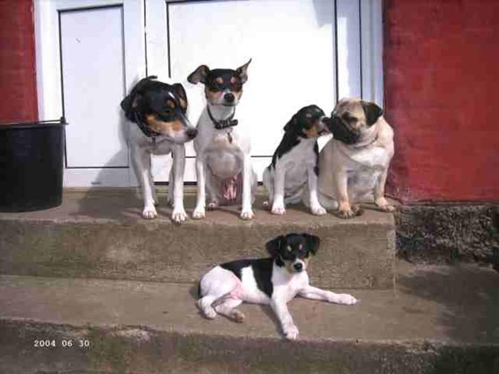 Dansk svensk gaardhund Fie - Fie er miderst i billedet - den mindste af de to voksne billede 5