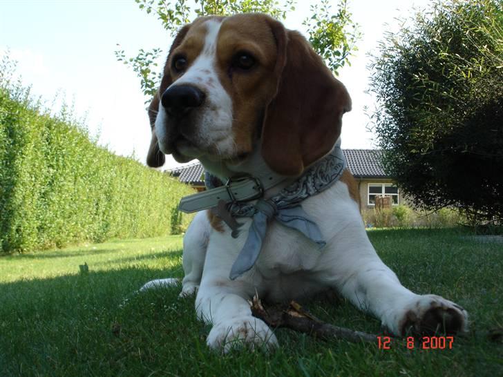 Beagle ANTON *Savner dig* billede 9