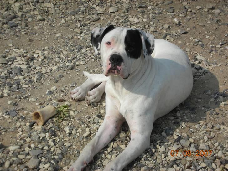 Amerikansk bulldog Hercules billede 16