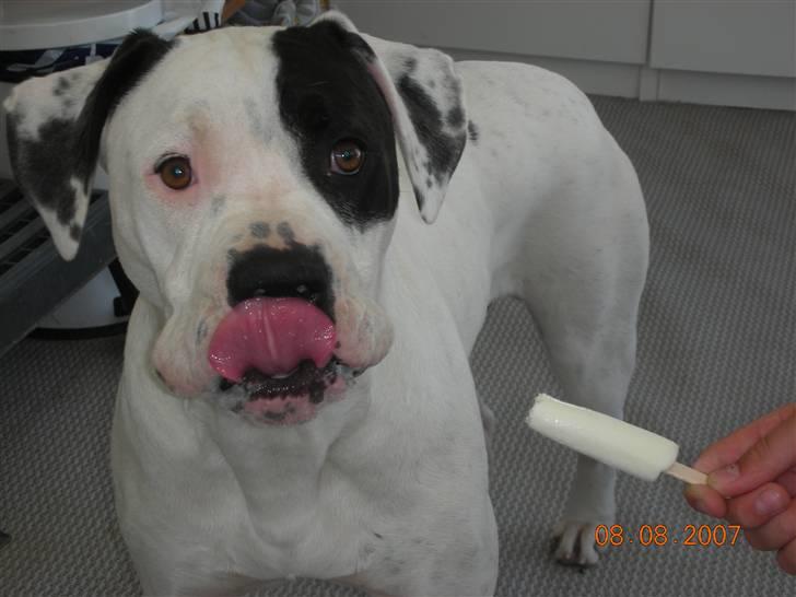 Amerikansk bulldog Hercules billede 17