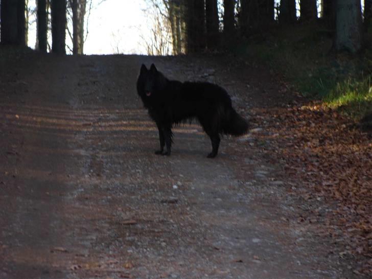 Groenendael Tristan - Tristan, 14 months old billede 1