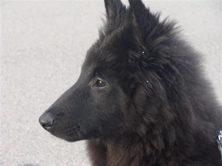 Groenendael Tristan - 4 months old billede 2