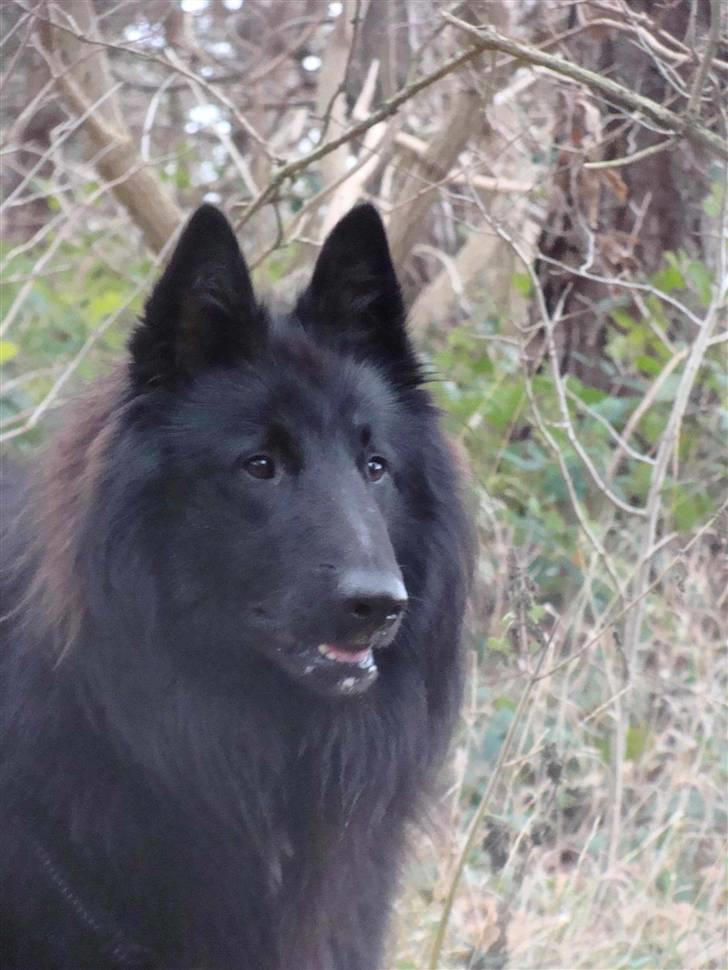 Groenendael Tristan - 14 months old billede 5