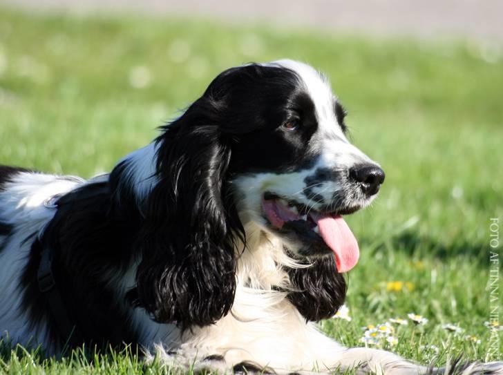Cocker spaniel chikko billede 16