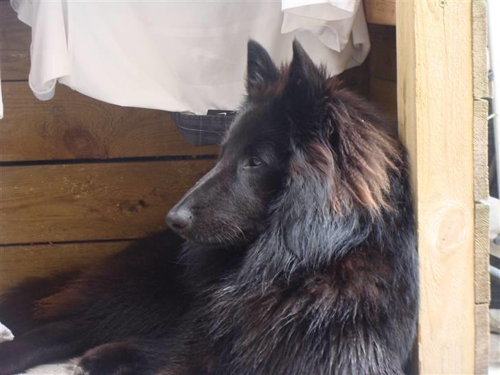 Groenendael Tristan - 10 months old billede 6