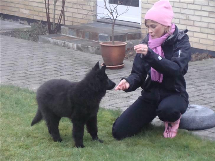 Groenendael Tristan - 4 months old billede 7