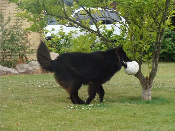 Groenendael Tristan - 9 months billede 8