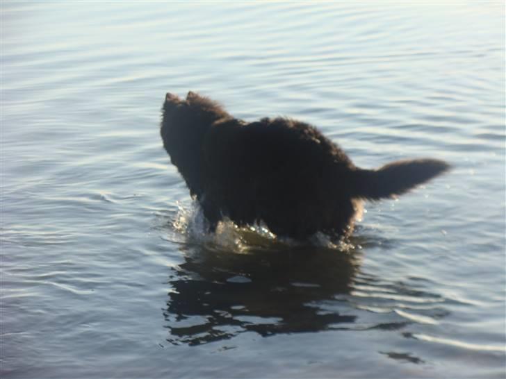 Groenendael Tristan - 5½ months old billede 9