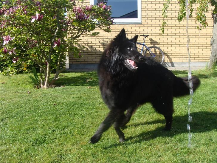 Groenendael Tristan - 10 months old billede 10